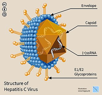 https://upload.wikimedia.org/wikipedia/commons/thumb/7/78/Hegasy_Hep_C_Virus_EN-01.jpg/330px-Hegasy_Hep_C_Virus_EN-01.jpg