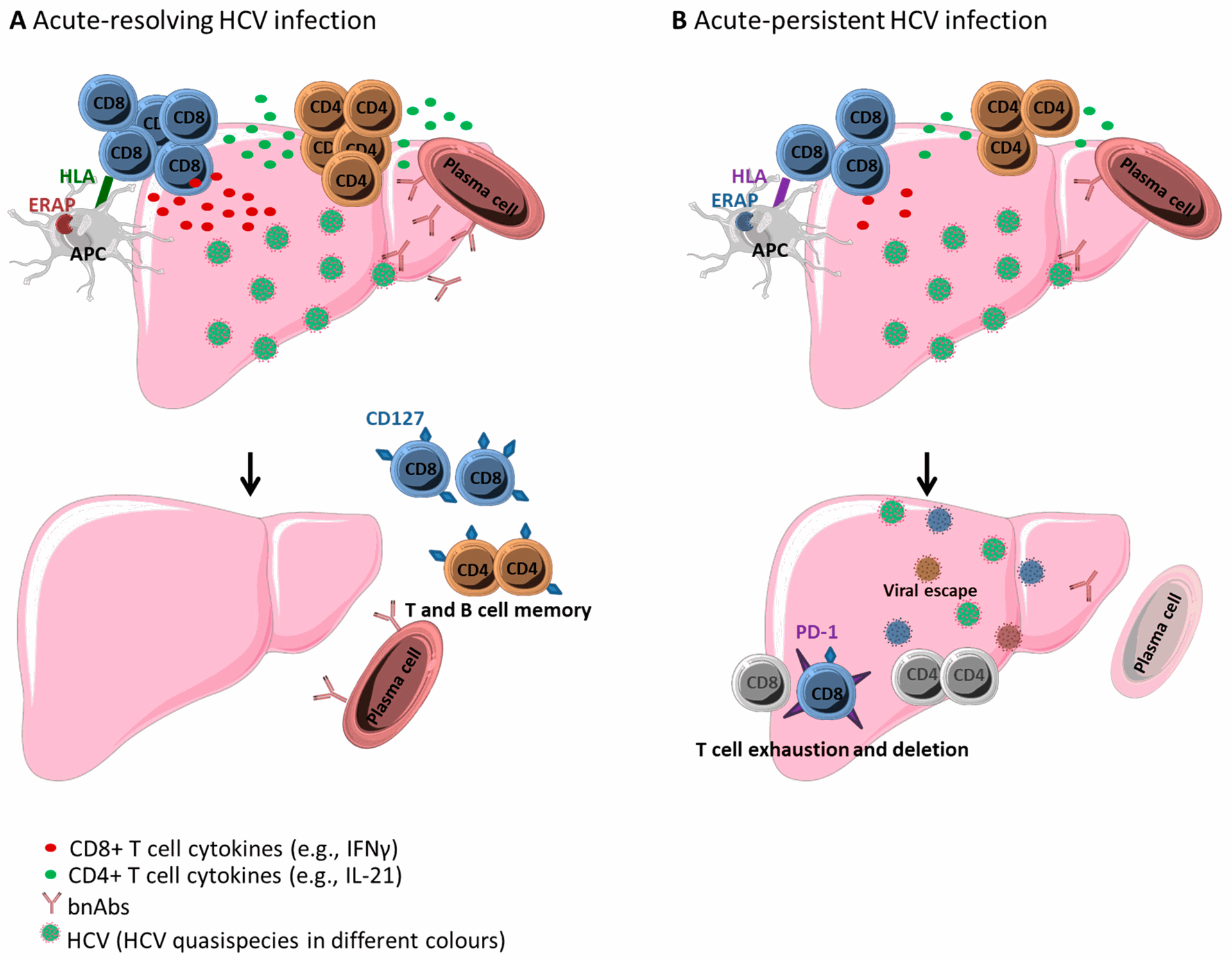  Adaptive Immune Response against Hepatitis C Virus
