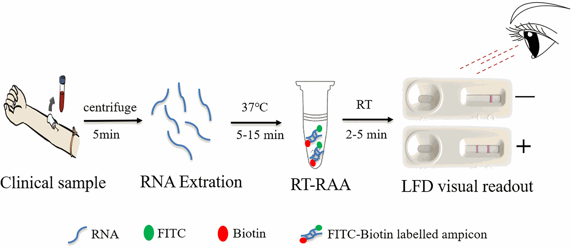 Rapid Visual Detection of Hepatitis C Virus Using Reverse Transcription Recombinase-Aided Amplification–Lateral Flow Dipstick I Rapid Visual Detection of Hepatitis C Virus Using Reverse Transcription Recombinase-Aided Amplification–Lateral Flow Dipstick I