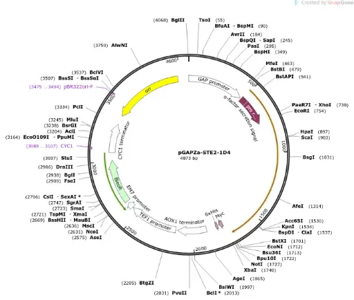 [0820-PVT4009] pGAPZA Plasmid 2ug.